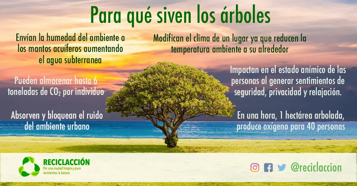 Para qué se utilizan los árboles: funciones e importancia para el desarrollo - Dónde se usa el árbol para que se utilizan los arboles - Dónde se usa el árbol