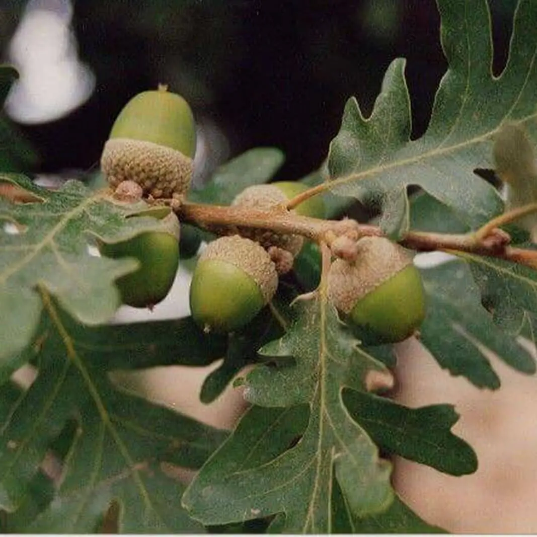 melojo arbol - Dónde viven los rebollos