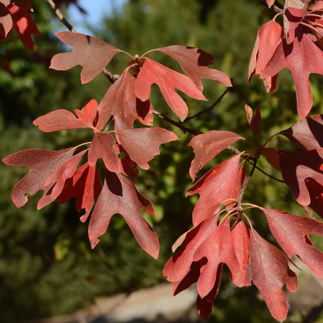 Sassafras: Un árbol con múltiples usos y un pasado controvertido - El sasafras es venenoso arbol de sasafras - El sasafras es venenoso