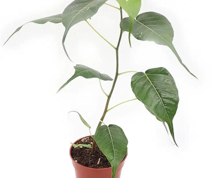 Semillas de Bodhi: Cultivando un árbol sagrado - Es posible hacer crecer un árbol bodhi a partir de un esqueje arbol bodhi semillas - Es posible hacer crecer un árbol bodhi a partir de un esqueje