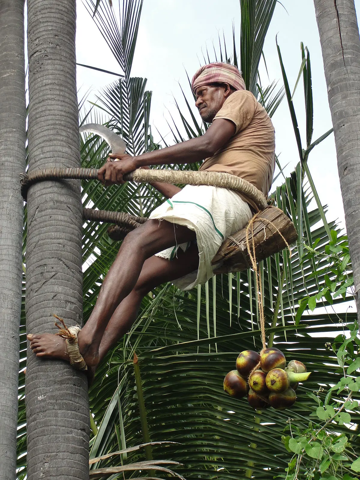 Escalar Árboles: Una Aventura con Raíces Antiguas - Es posible trepar árboles escalar arboles - Es posible trepar árboles