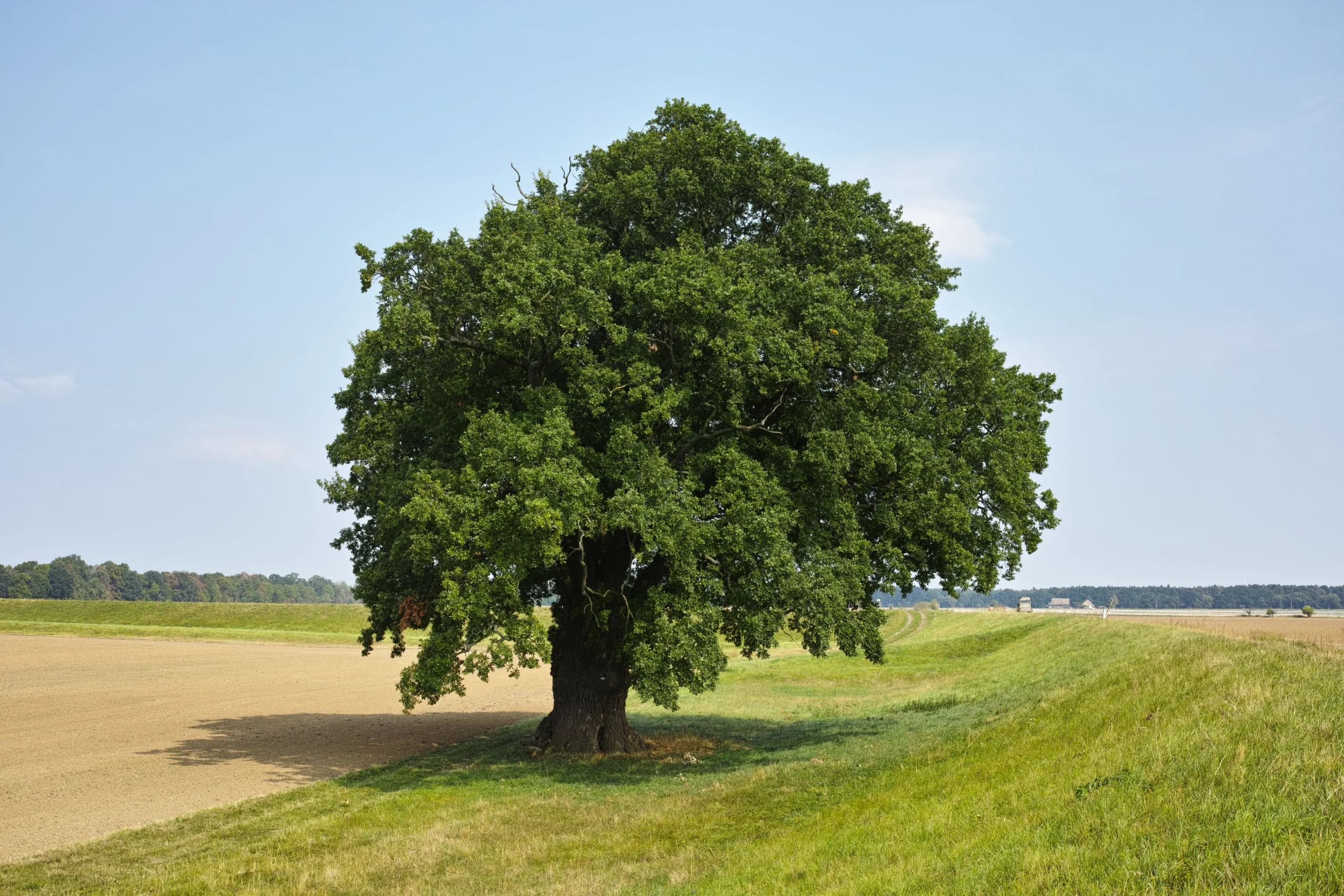 Definición Científica de Árbol: Un Viaje al Corazón de las Plantas Leñosas - Existe una definición científica de árbol definicion cientifica de arbol - Existe una definición científica de árbol