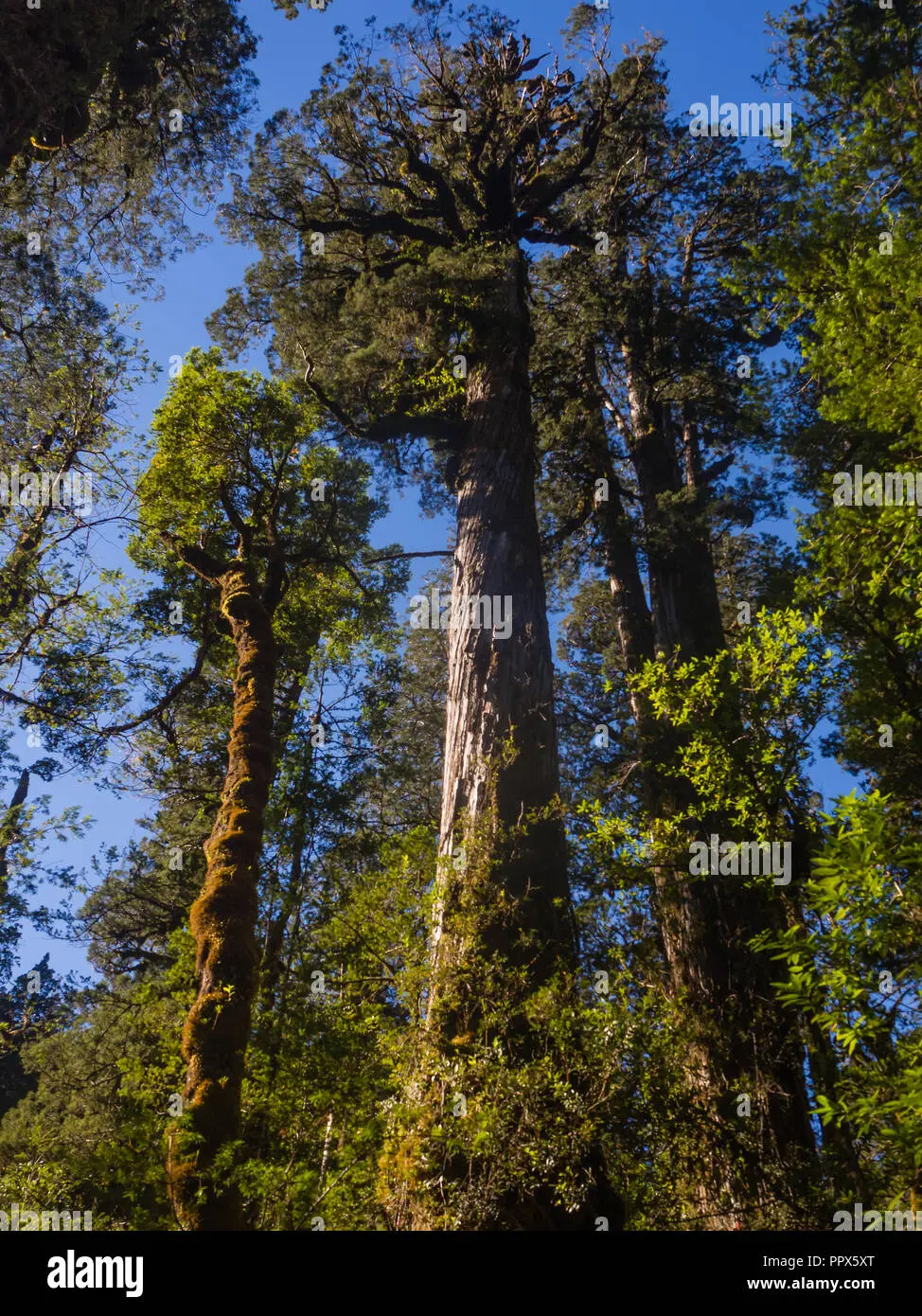 El Árbol de los Andes: Un Gigante Resistente en la Cordillera - Hay árboles en la Cordillera de los Andes arbol de los andes - Hay árboles en la Cordillera de los Andes