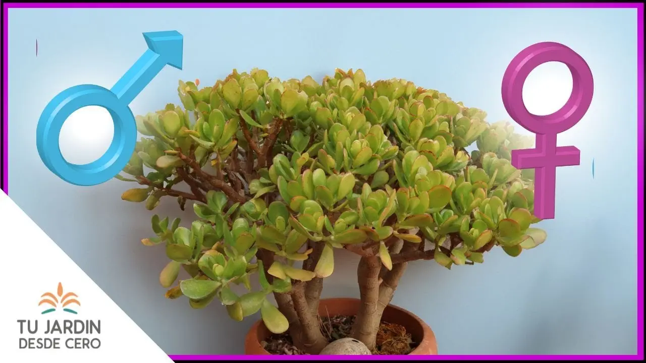 rbol De Jade Macho Y Hembra: La Reproduccin De La Planta De La Amistad |  Gua De Arbolado