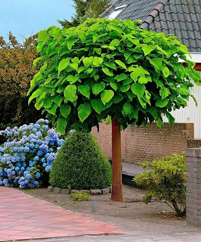 Árbol Catalpa: Crecimiento y Raíces - Guía Completa - Los árboles de catalpa tienen raíces profundas arbol catalpa crecimiento - Los árboles de catalpa tienen raíces profundas