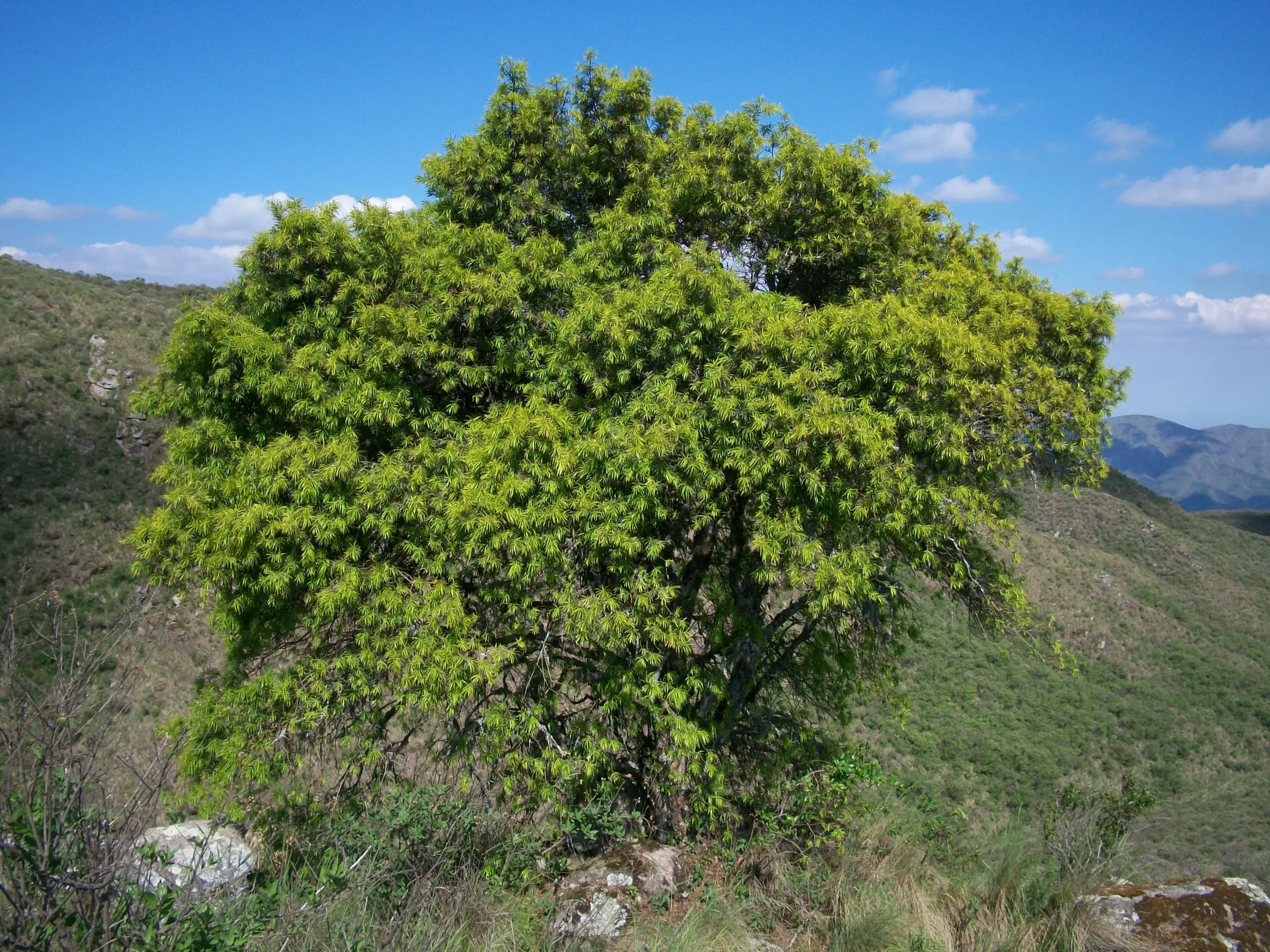 Guía Completa para Plantar y Cuidar Podocarpus: El Árbol Ideal para Tu Jardín - Los podocarpus son venenosos arbol podocarpus - Los podocarpus son venenosos