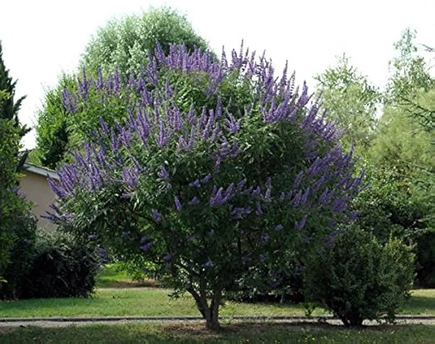 Vitex Agnus Castus: El Árbol de la Castidad y sus Beneficios para la Salud Femenina - Para qué se utiliza la baya vitex arbol vitex - Para qué se utiliza la baya vitex
