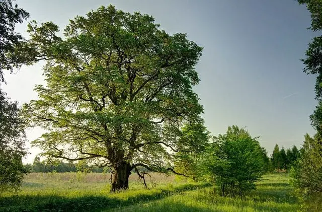 arbol olmo blanco - Para qué sirve el olmo blanco