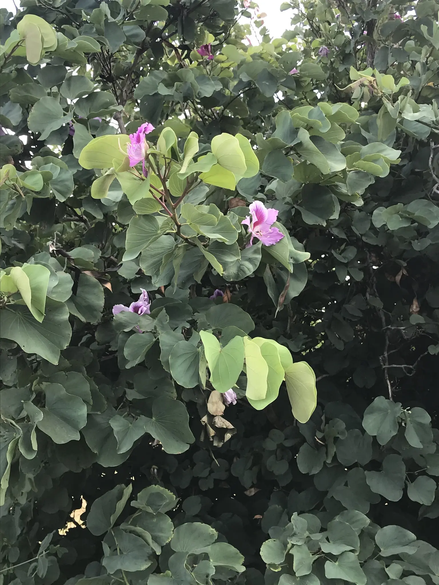 Árbol Casco de Buey: Propiedades, Cultivo y Usos - Para qué sirve la planta casco de vaca arbol casco de buey - Para qué sirve la planta casco de vaca