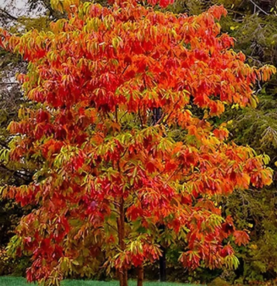 Sassafras: Un árbol con múltiples usos y un pasado controvertido - Para qué sirven los árboles de sasafras arbol de sasafras - Para qué sirven los árboles de sasafras