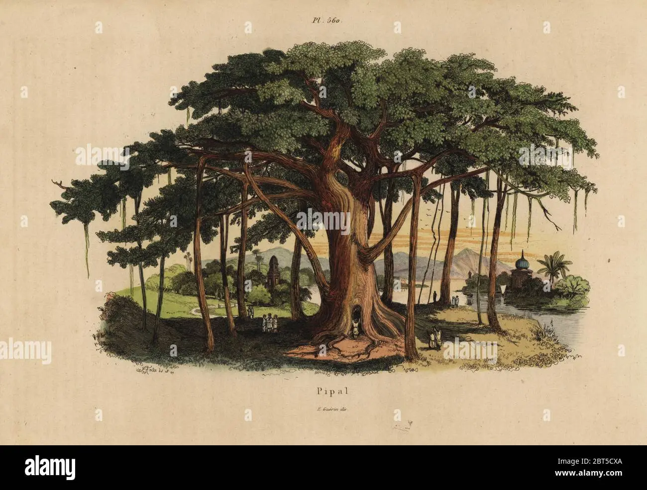 El árbol Pipal: Un símbolo sagrado de la naturaleza y la espiritualidad - Por qué es sagrado el árbol pipal arbol pipal - Por qué es sagrado el árbol pipal
