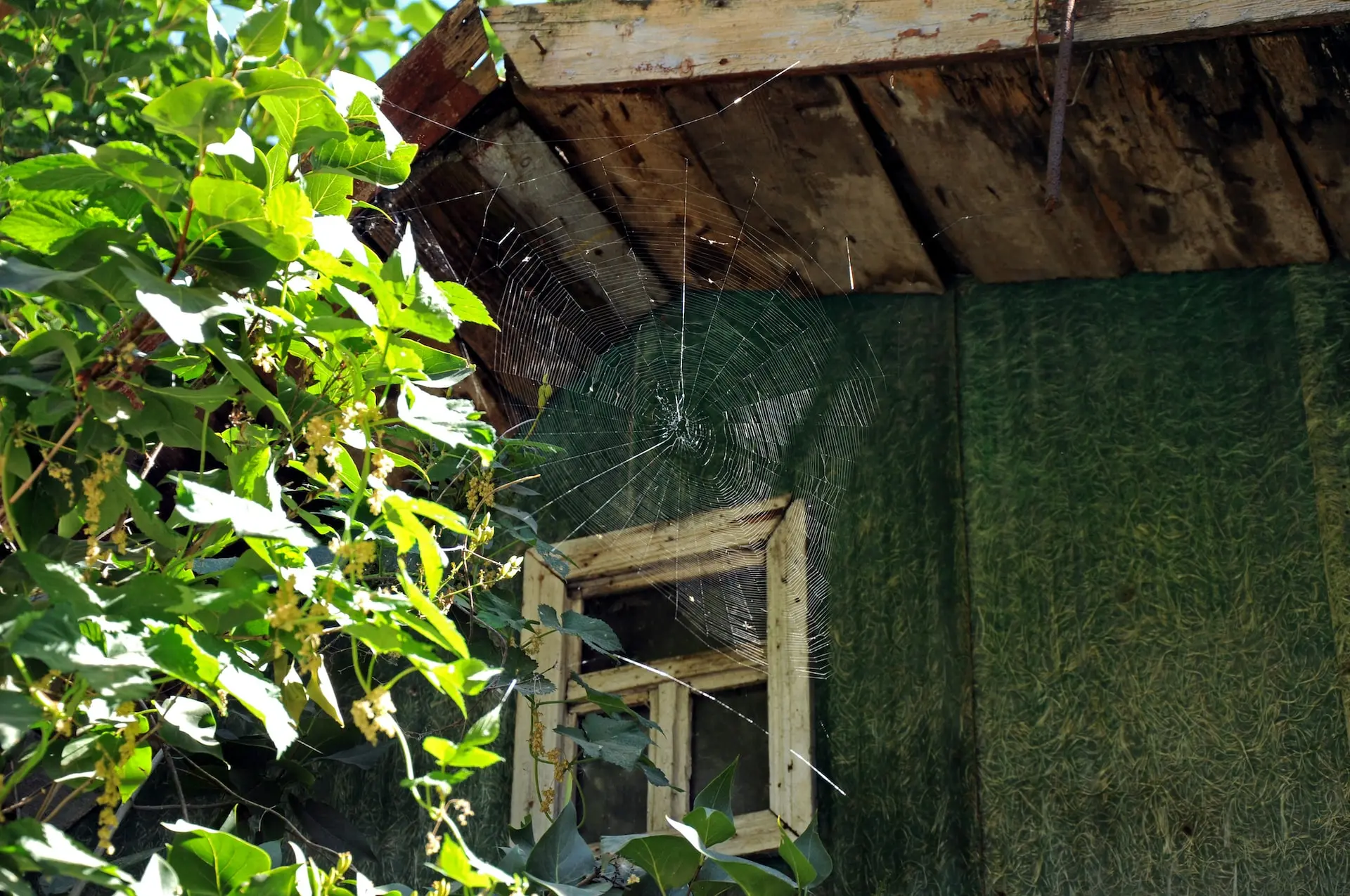 Telarañas en los árboles: Causas, prevención y control - Por qué hay tantas telarañas arboles llenos de telarañas - Por qué hay tantas telarañas