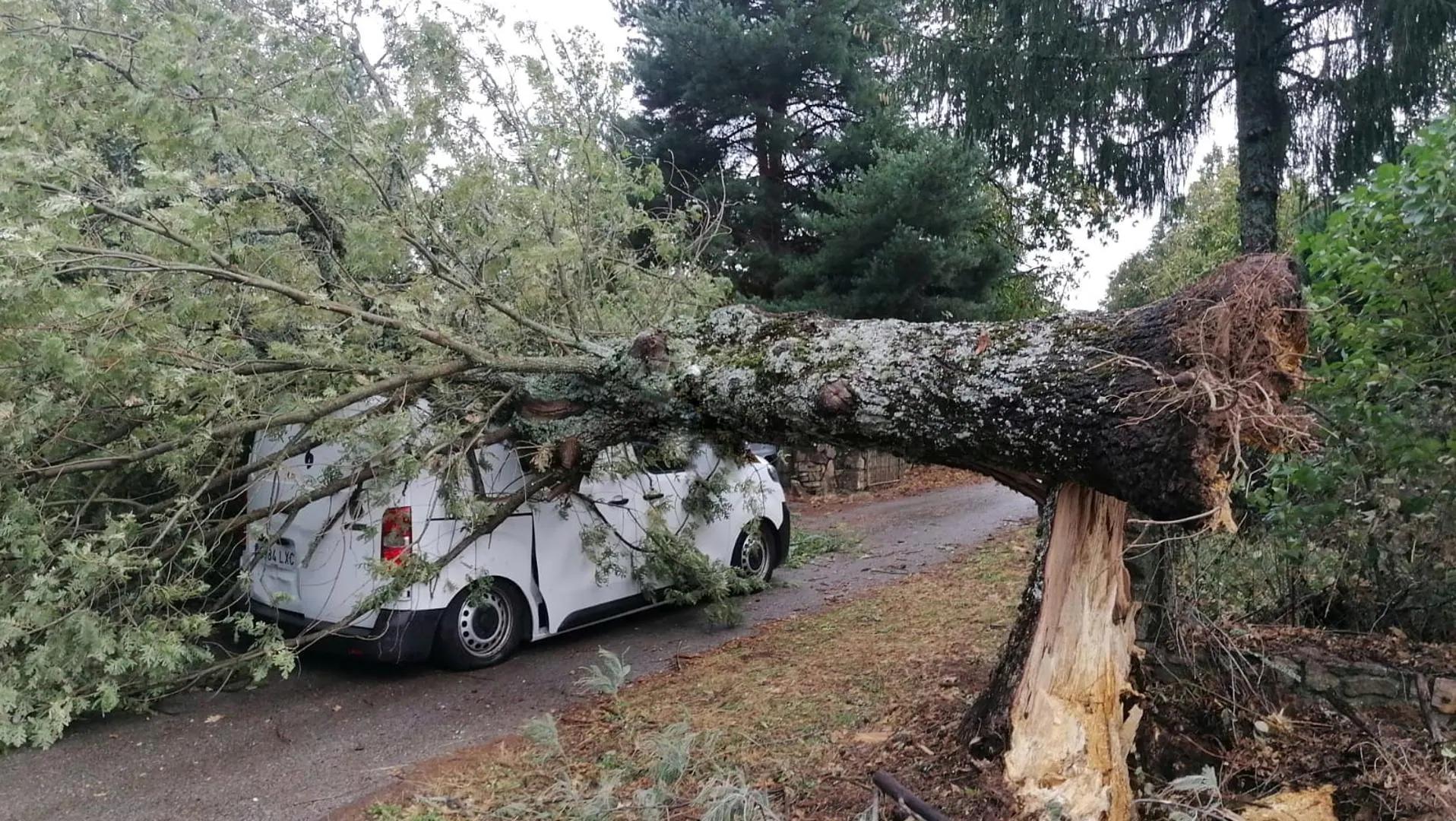 Caída de Árboles por Viento: Factores y Prevención - Por qué los árboles caen con el viento caida de arboles por viento - Por qué los árboles caen con el viento