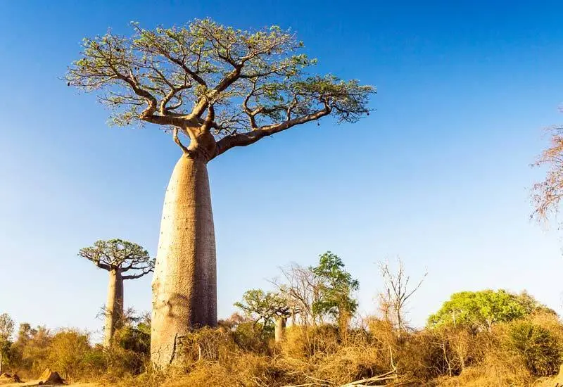 Baobab: El Árbol de la Vida y sus Propiedades - Por qué se le llama al árbol baobab árbol de la vida arbol baobab propiedades - Por qué se le llama al árbol baobab árbol de la vida