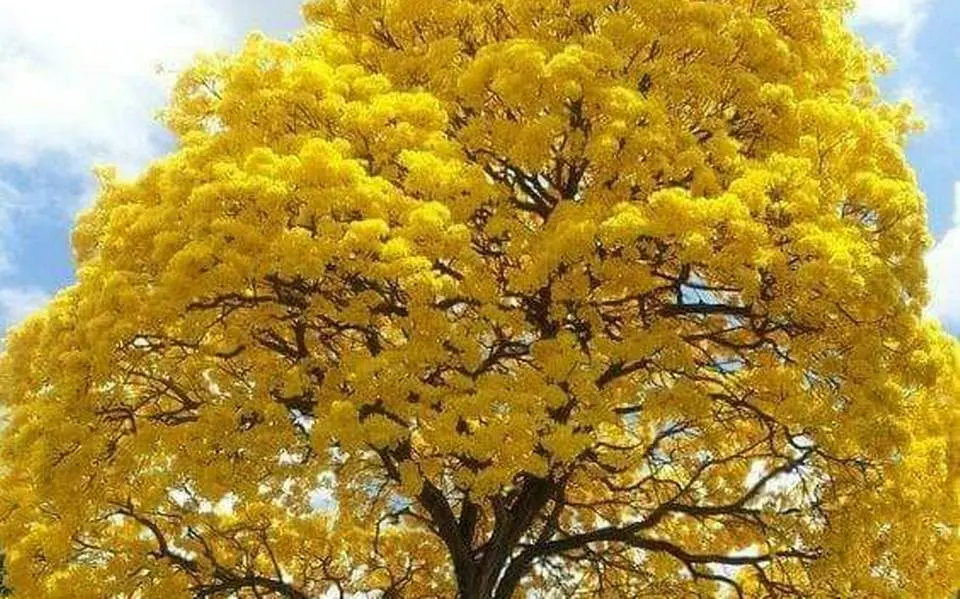 El Árbol de la Lluvia: Un Gigante de Sombra y Belleza - Por qué se llama árbol de la lluvia el arbol de la lluvia resumen - Por qué se llama árbol de la lluvia