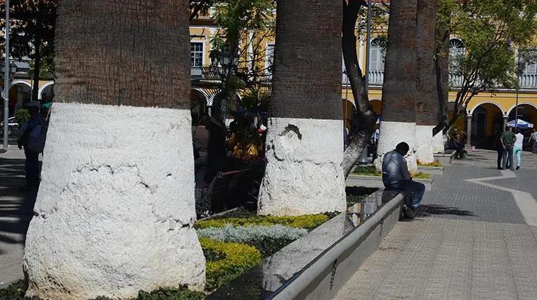 Cómo pintar troncos de árboles secos: guía completa para protegerlos - Por qué se pintan los troncos de los árboles como pintar troncos de árboles secos - Por qué se pintan los troncos de los árboles