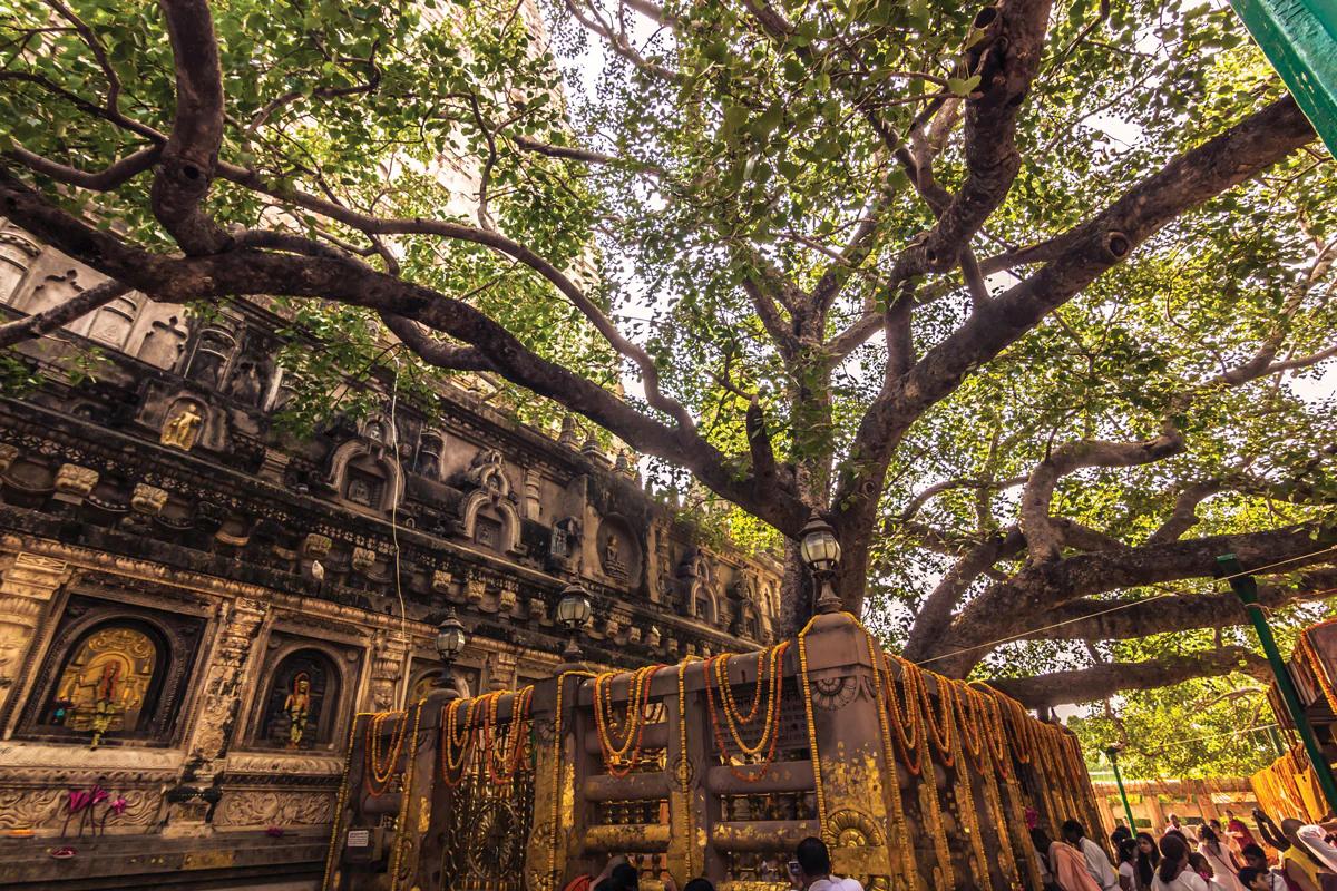 El culto a los árboles: Una mirada a la adoración de las plantas en diversas culturas - Por qué son sagrados los árboles culto a los arboles - Por qué son sagrados los árboles