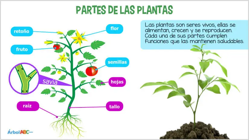 Alimentando a un árbol: Cómo nutrir y cuidar de tu vegetación - Qué alimentar a un árbol alimentacion de un arbol - Qué alimentar a un árbol