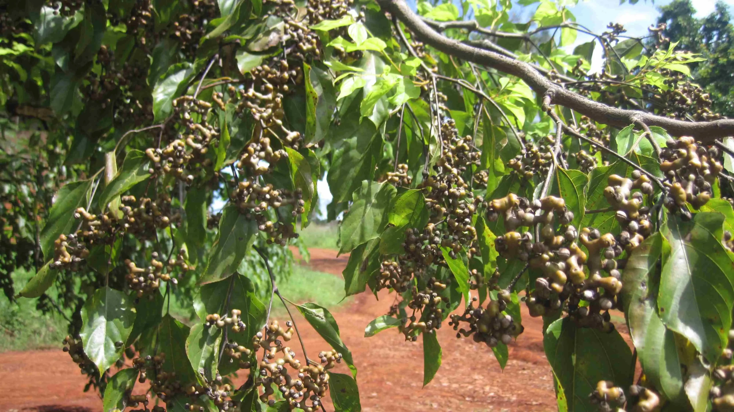 Árbol de Obeña: Una fuente de dulzura natural - Qué árbol da las pasas arbol de obeña - Qué árbol da las pasas