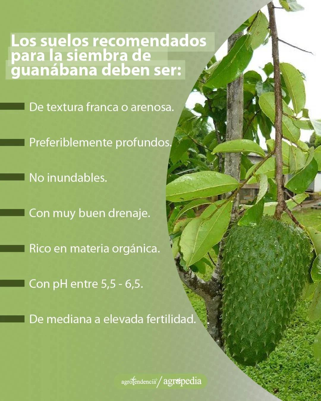 arbol de guanabana cuanto tarda en dar fruto - Qué árbol dura 80 años en dar frutos