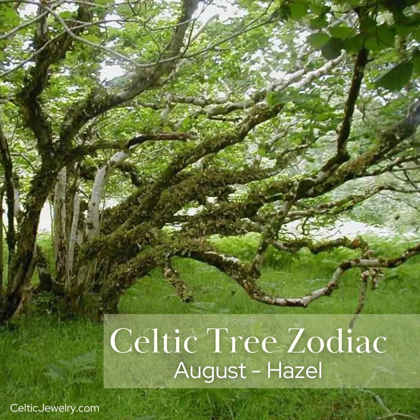 Agosto: Mes del Árbol en Argentina - Celebrando la Vida y la Naturaleza - Qué árbol es agosto agosto mes del arbol - Qué árbol es agosto