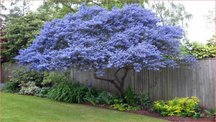 Arboles Bonitos para Plantar: Guía Completa para un Jardín Saludable - Qué árbol es bueno para sembrar arboles bonitos para plantar - Qué árbol es bueno para sembrar