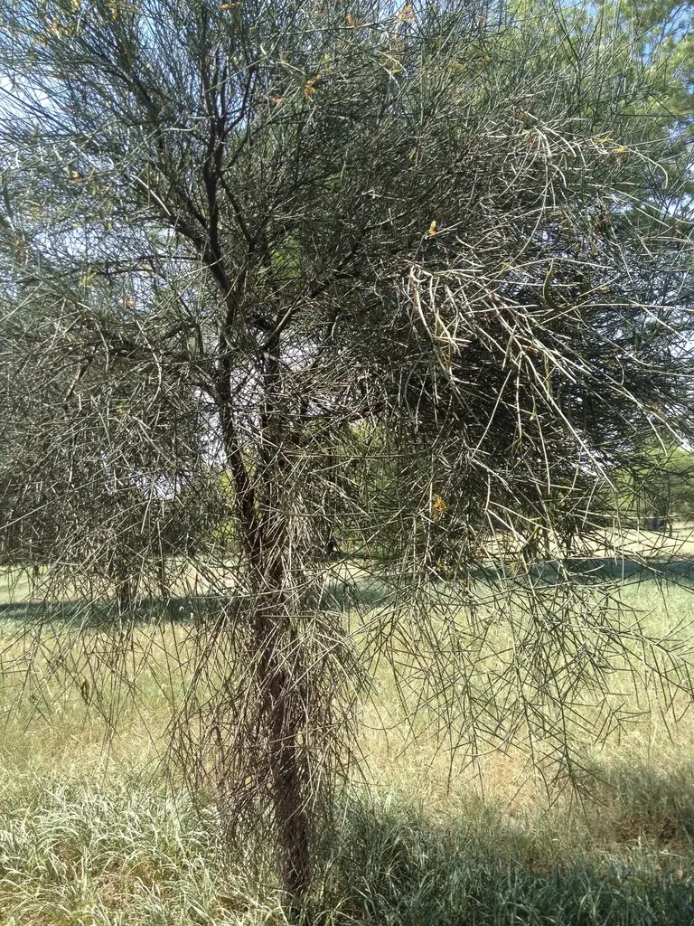 El Árbol Itín: Una Guía Completa - Qué árbol es el itín arbol de itin - Qué árbol es el itín