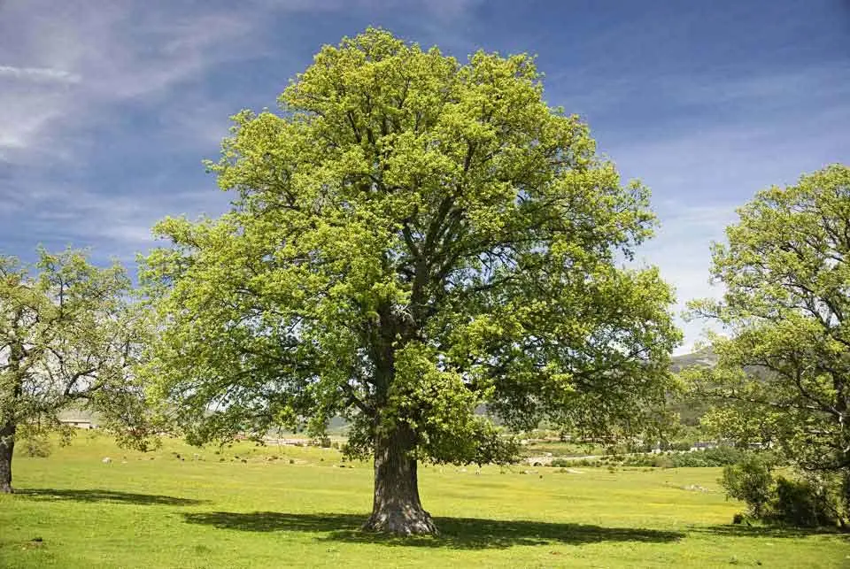 melojo arbol - Qué árbol es el melojo