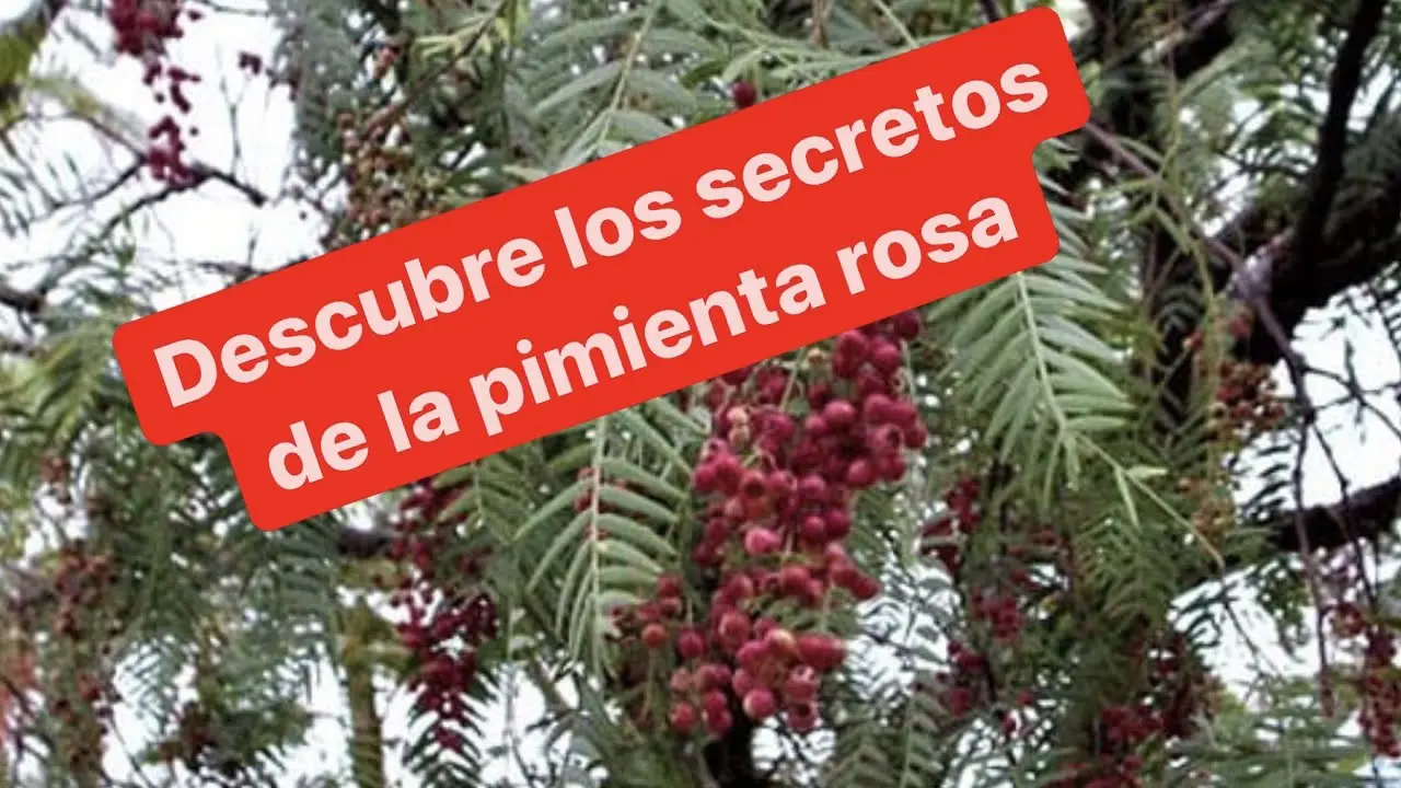 El árbol de pimienta comestible: guía completa - Qué árbol es la falsa pimienta arbol de pimienta comestible - Qué árbol es la falsa pimienta