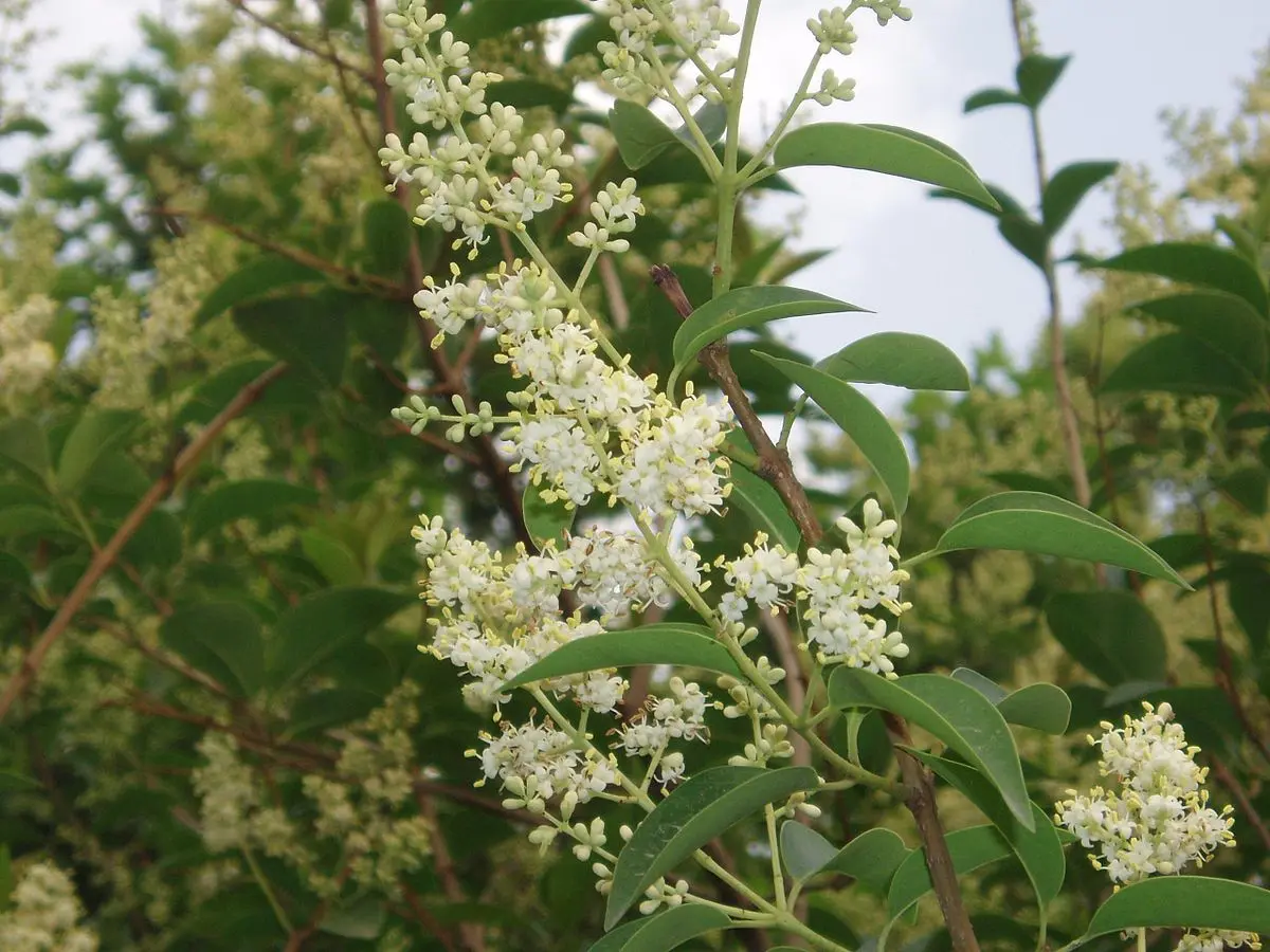 Aligustre Común: Un Árbol Versátil para Tu Jardín - Qué árbol es Ligustrum arbol ligustrum lucidum - Qué árbol es Ligustrum