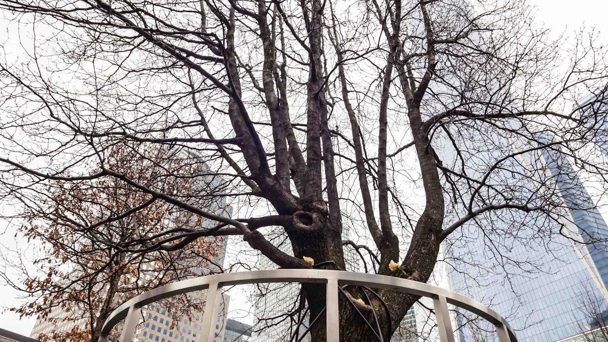El Árbol Memorial: Un Homenaje Perdurable a la Vida - Qué árbol es mejor para un árbol conmemorativo arbol memorial - Qué árbol es mejor para un árbol conmemorativo