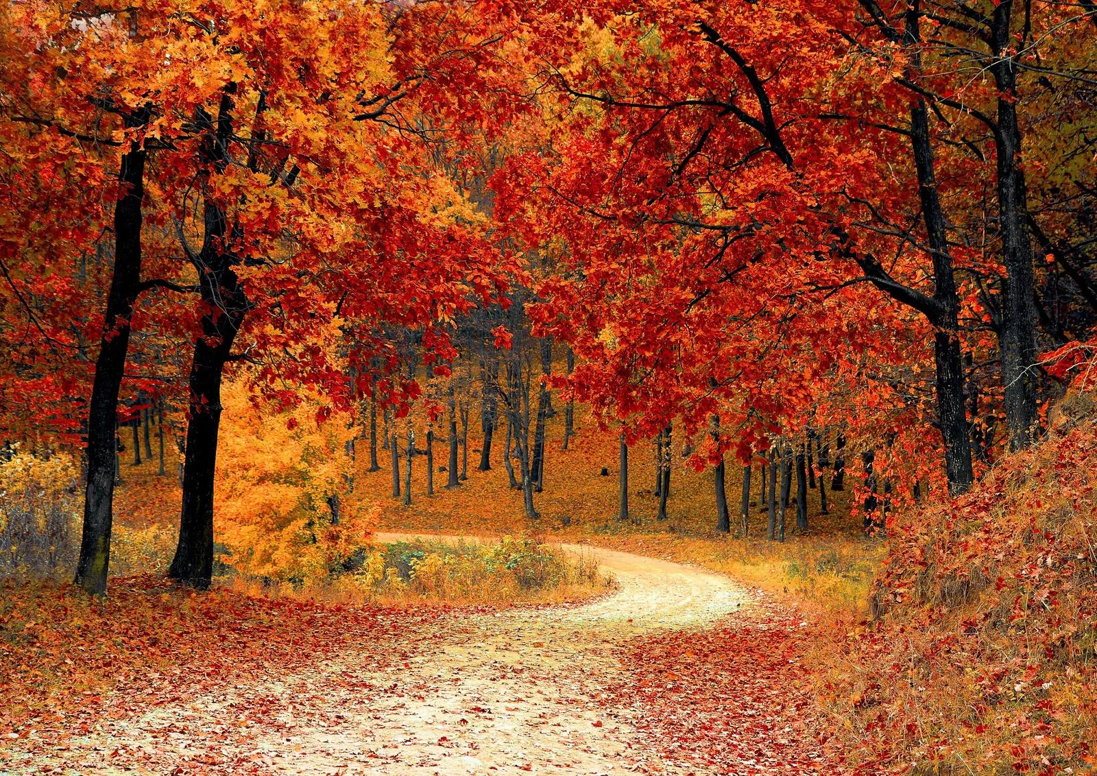 Los Árboles Más Bonitos de Buenos Aires en Otoño: Un Recorrido por la Belleza Natural - Qué árbol plantar en octubre arboles bonitos en otoño - Qué árbol plantar en octubre