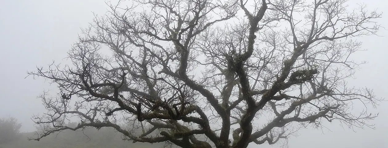 El árbol de la libertad: símbolo de lucha y esperanza - Qué árbol representa la libertad arbol de la libertad - Qué árbol representa la libertad