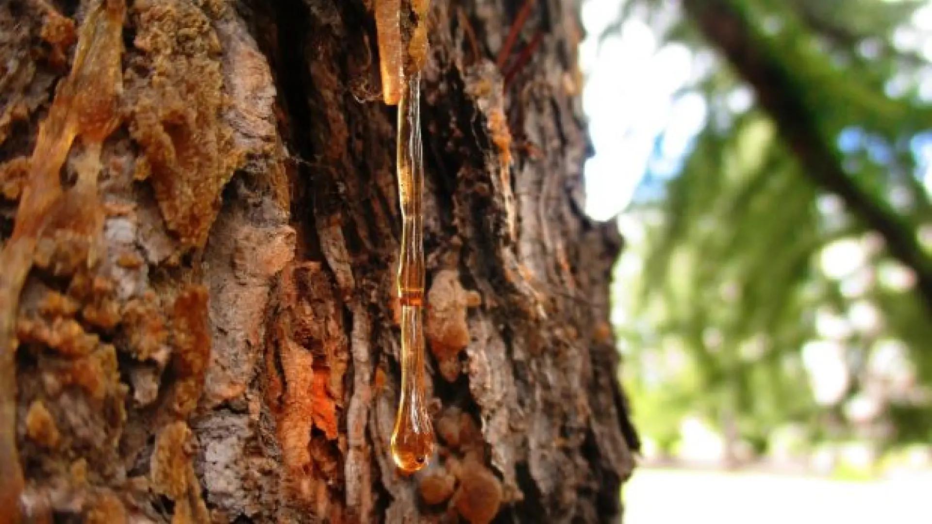 El árbol que escupe: Una mirada al misterio de la resina - Qué árbol se dice que está llorando arbol que escupe - Qué árbol se dice que está llorando