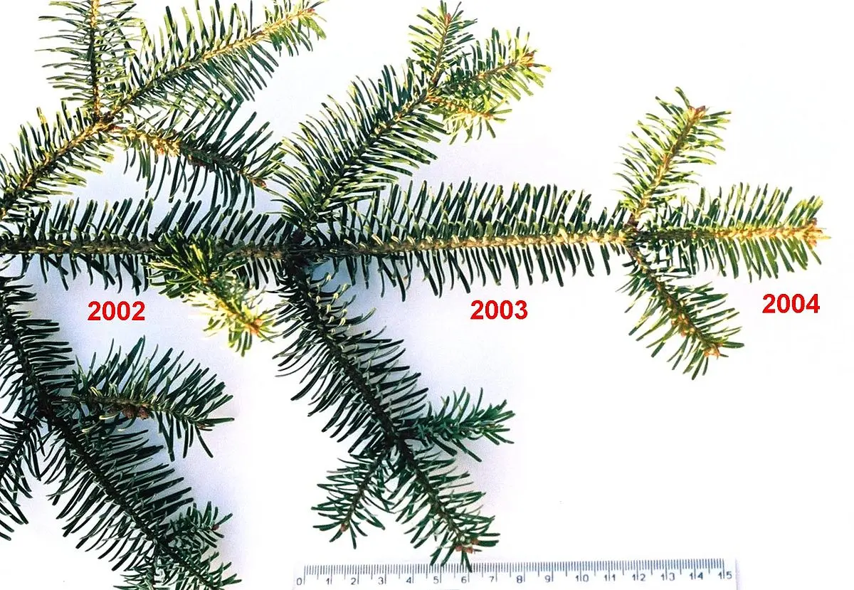 El Ligustro: Un Árbol Siempre Verde Que Amenaza la Biodiversidad - Qué árbol se mantiene verde todo el año arbol color verde - Qué árbol se mantiene verde todo el año
