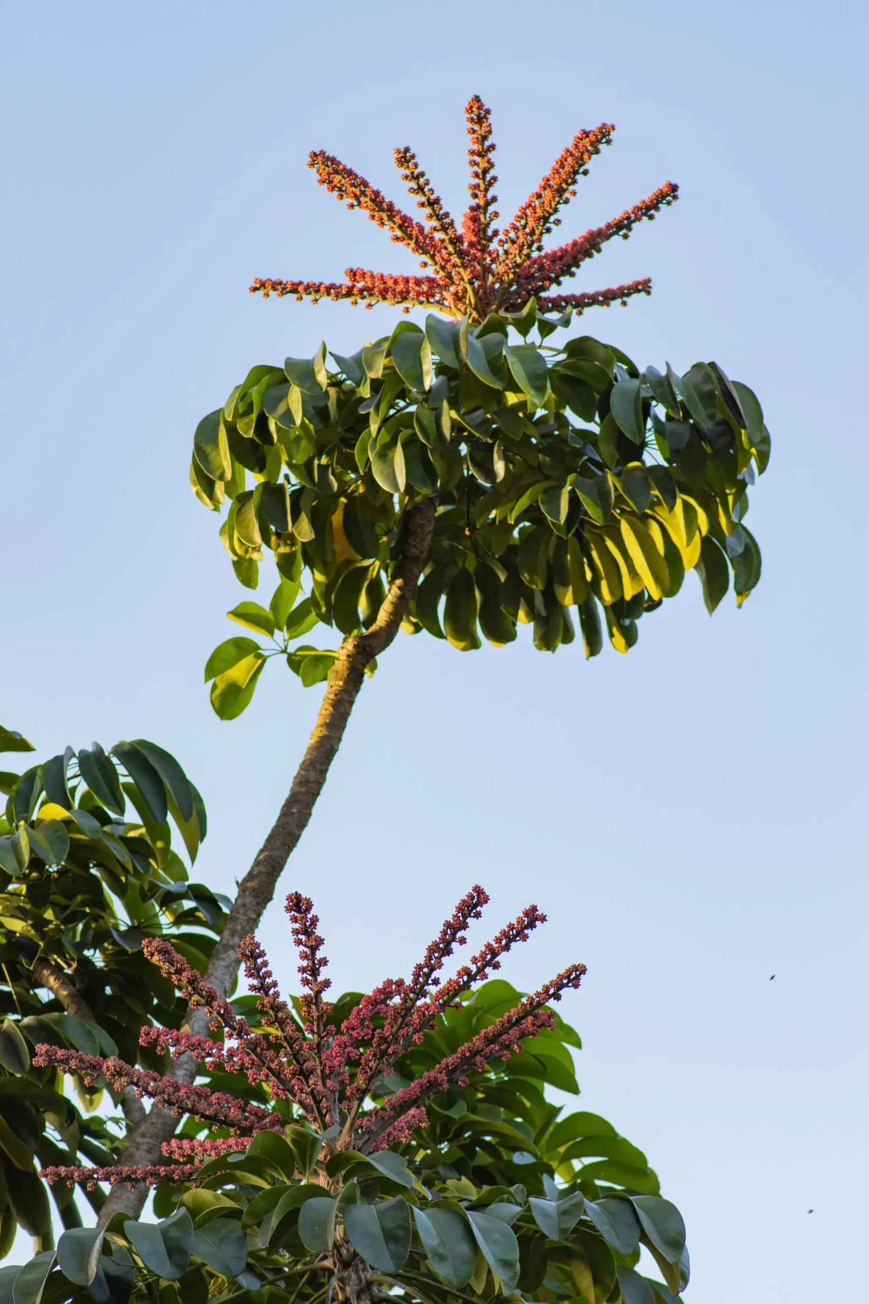 El Árbol Paraguas: Una Guía Completa de la Magnolia Umbrella - Qué árbol tiene forma de paraguas arbol tipo paraguas - Qué árbol tiene forma de paraguas