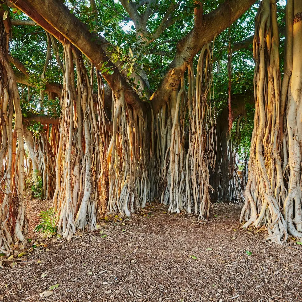 El Árbol Banyan: Con Raíces Colgantes que Parecen Columnas - Qué árbol tiene raíces colgando de las ramas arbol con raices colgantes - Qué árbol tiene raíces colgando de las ramas