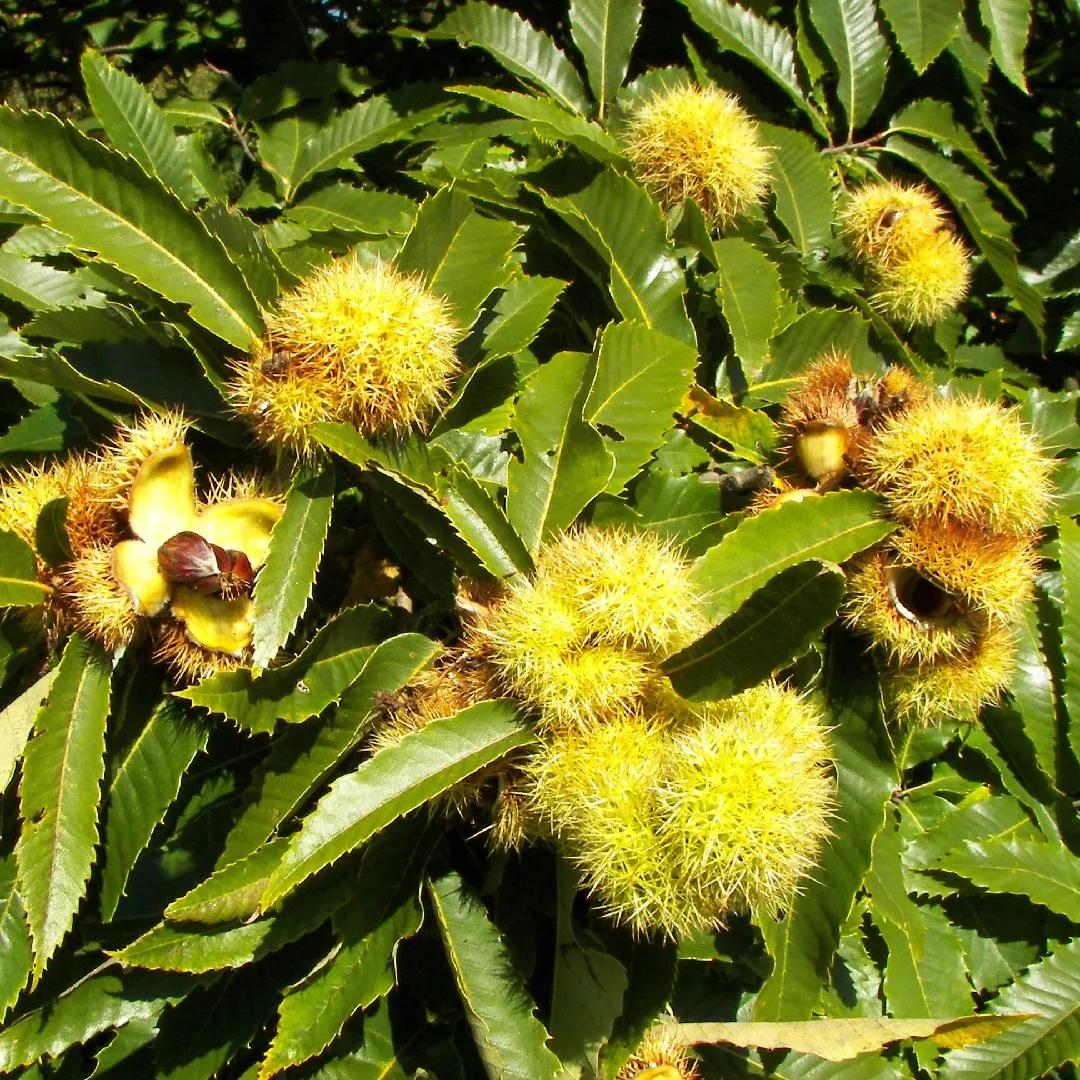 arboles nativos de san martin de los andes - Qué árboles crecen en los Andes
