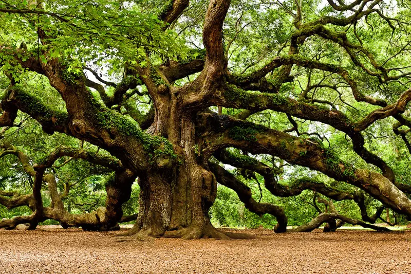Árboles de rápido crecimiento para leña: Guía completa - Qué árboles crecen más rápido para leña arboles para leña de rapido crecimiento - Qué árboles crecen más rápido para leña