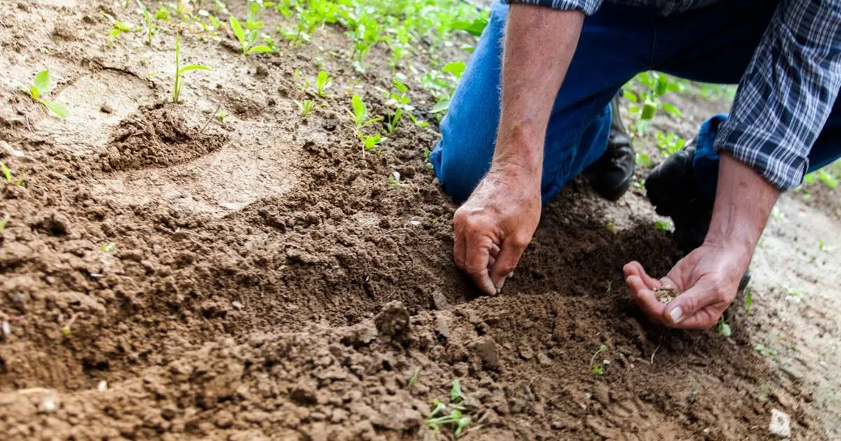 Qué árboles se plantan en febrero: Guía completa para tu huerto - Qué árboles frutales se pueden plantar en febrero que arboles se plantan en febrero - Qué árboles frutales se pueden plantar en febrero