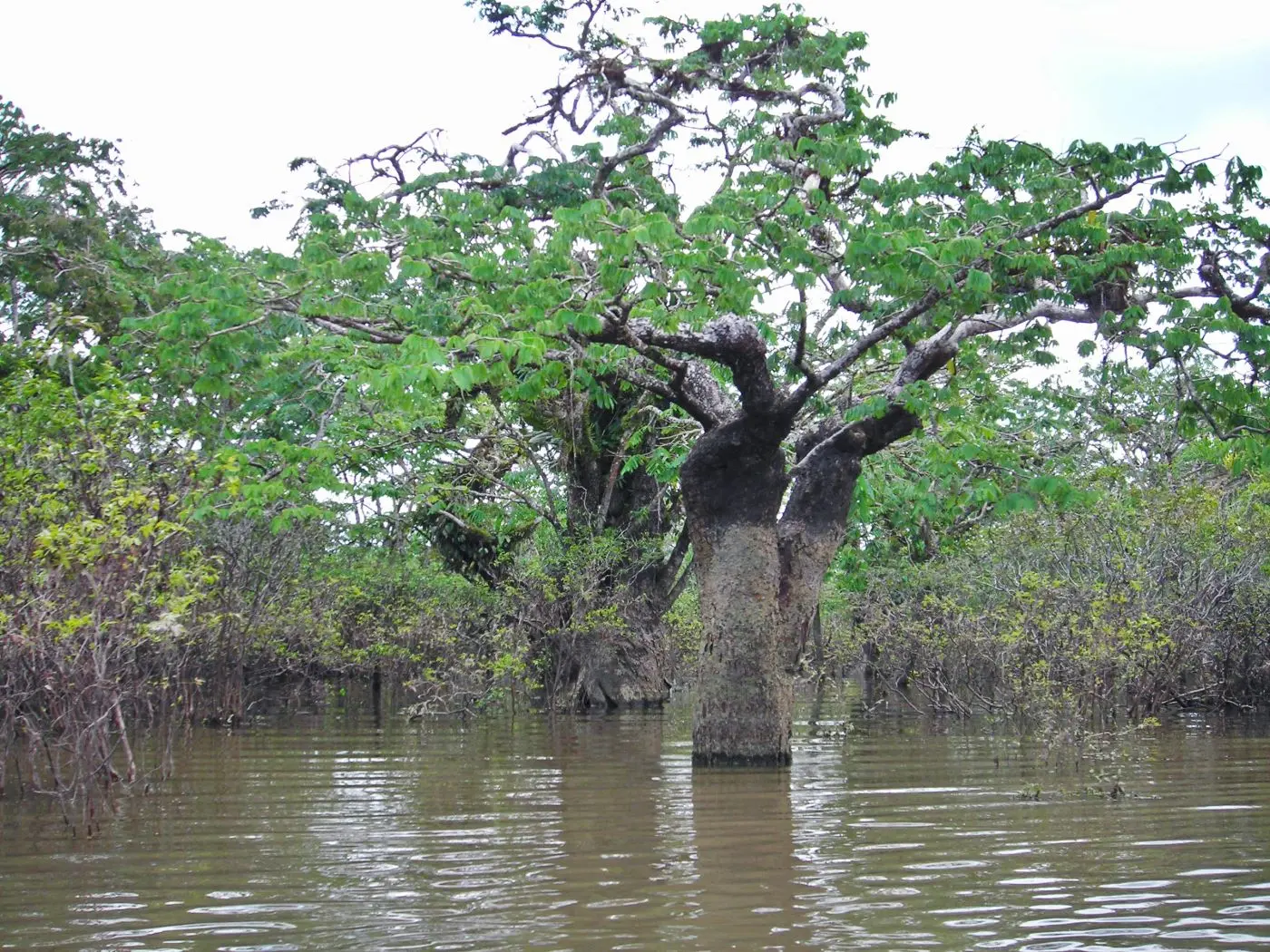 Plantar 100.000 árboles en la Amazonía ecuatoriana: Una iniciativa para la conservación - Qué árboles hay en la Amazonía ecuatoriana arboles de la amazonia ecuatoriana - Qué árboles hay en la Amazonía ecuatoriana