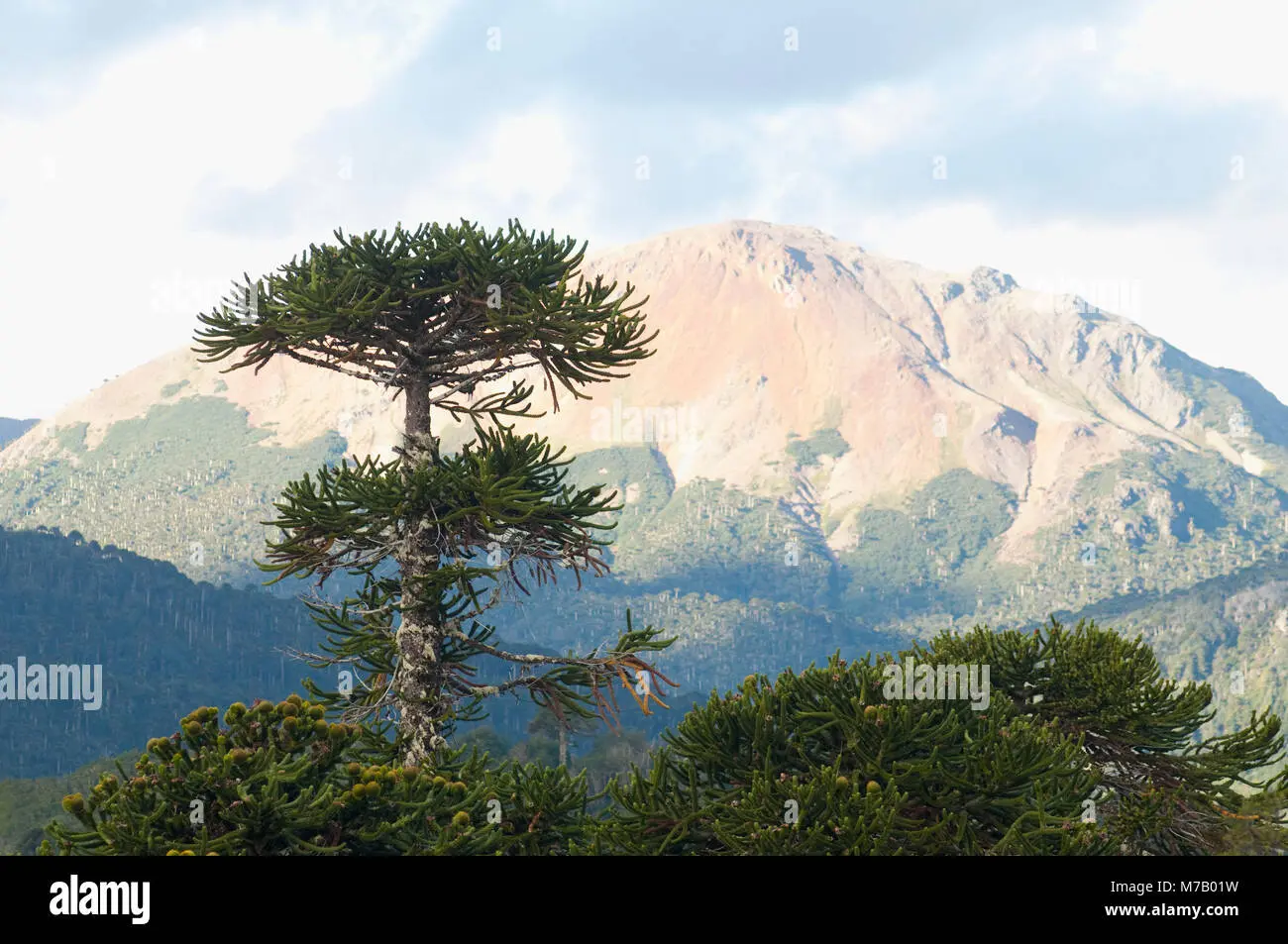 El Árbol de los Andes: Un Gigante Resistente en la Cordillera - Qué árboles hay en los Andes arbol de los andes - Qué árboles hay en los Andes