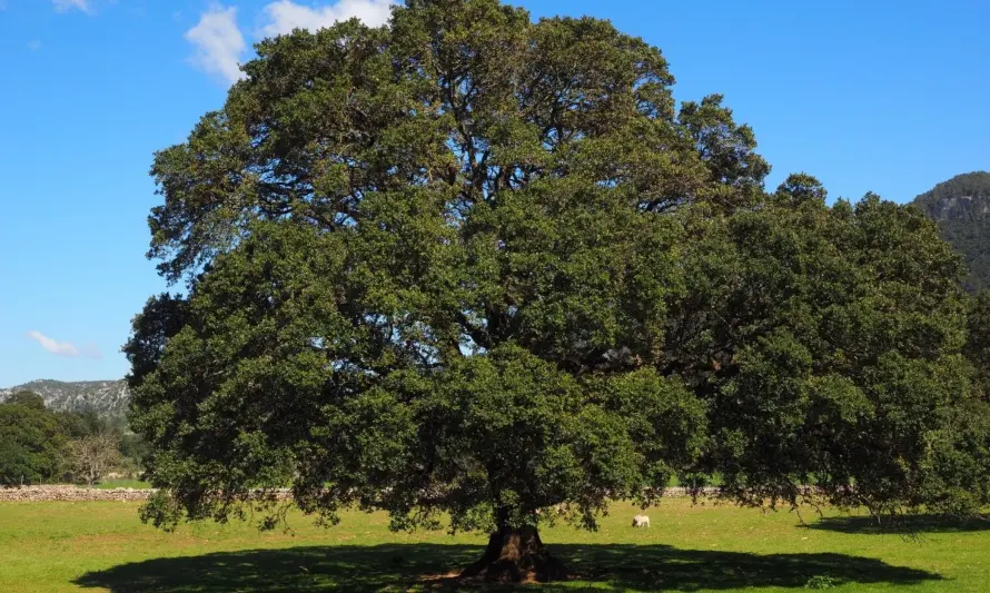 arboles poco riego - Qué árboles no necesitan de mucha agua