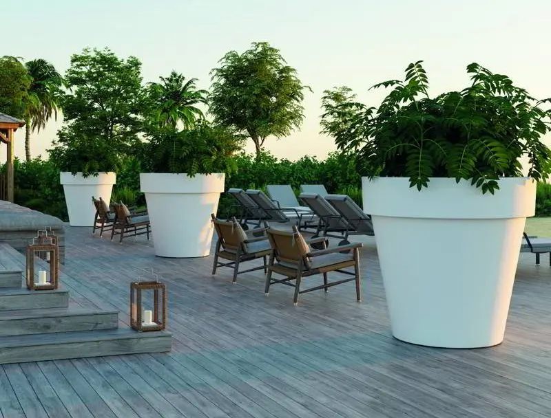 Los Mejores Árboles para el Interior de Tu Casa: Guía Completa - Qué árboles pueden vivir en maceta arbol adecuado para interior de casa - Qué árboles pueden vivir en maceta