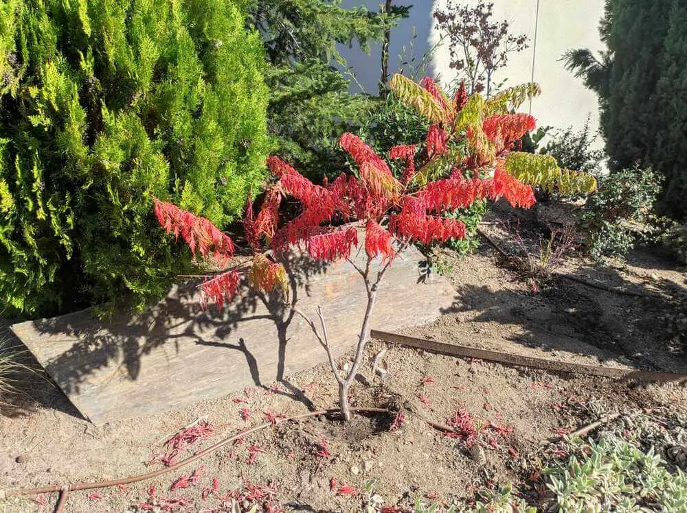 El Tilo en Otoño: Un espectáculo de color y tradición - Qué árboles puedo plantar en otoño arbol tilo otoño - Qué árboles puedo plantar en otoño