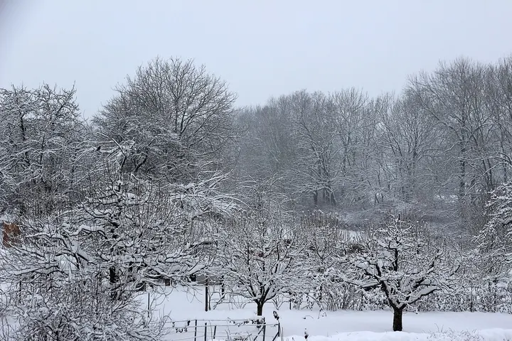 arbol frio - Qué árboles se plantan en invierno