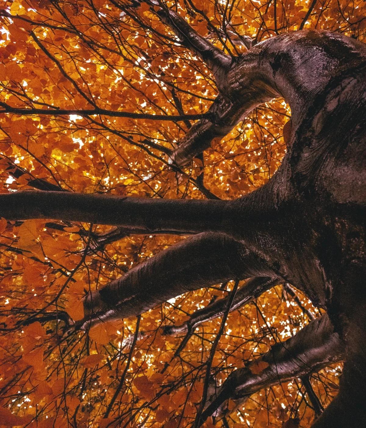 Los árboles de otoño en México: Guía completa para plantar en la mejor época - Qué árboles se plantan en otoño arboles de otoño en mexico - Qué árboles se plantan en otoño