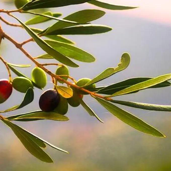Los Mejores Árboles para el Interior de Tu Casa: Guía Completa - Qué árboles tienen pocas raíces arbol adecuado para interior de casa - Qué árboles tienen pocas raíces