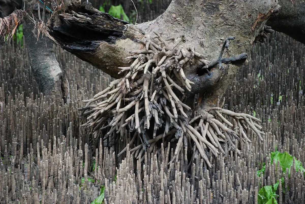 Raíces Aéreas: Un Fenómeno Fascinante del Mundo Vegetal - Qué árboles tienen raíces aéreas arbol con raices aereas - Qué árboles tienen raíces aéreas