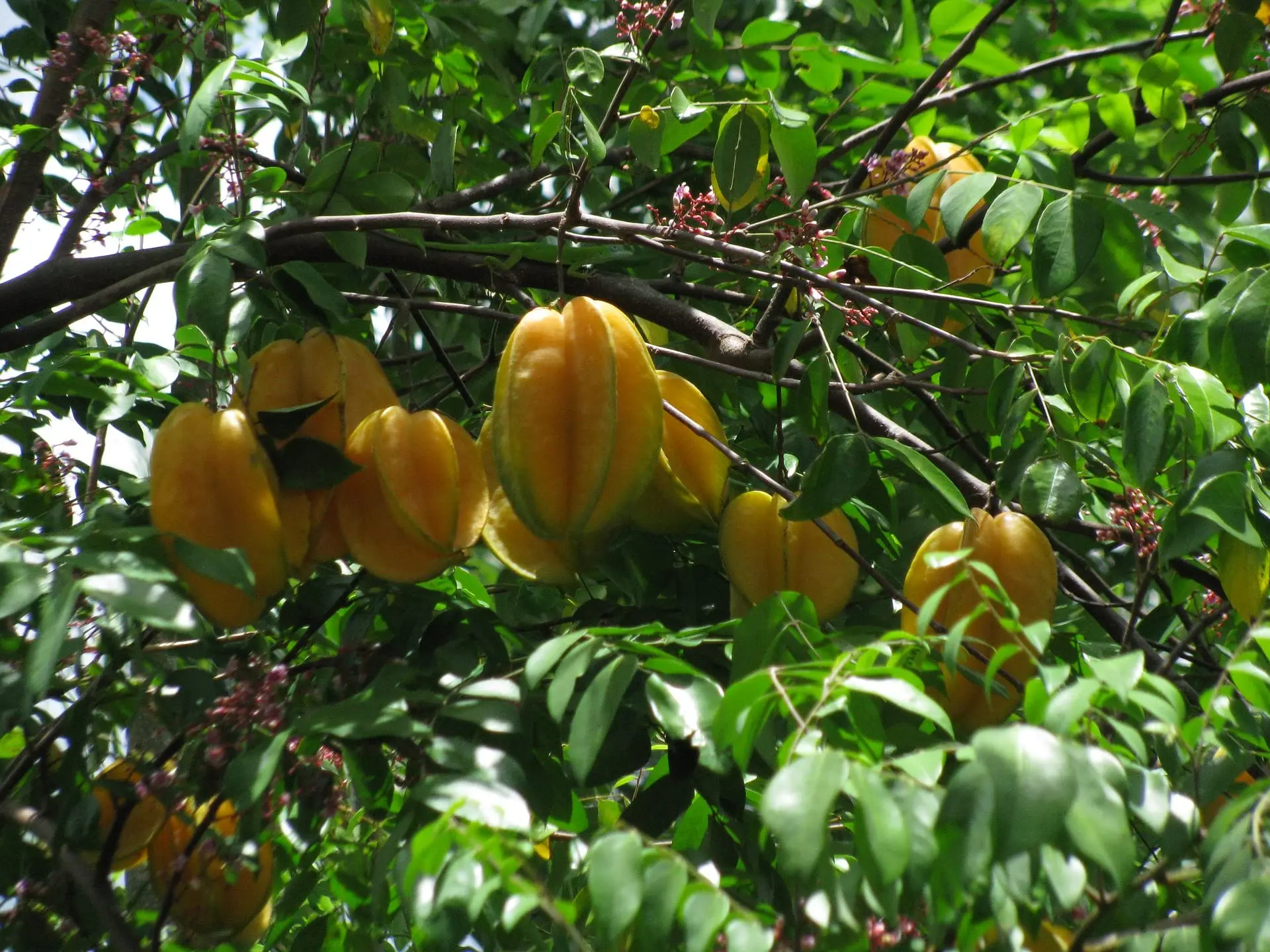 El árbol de la fruta estrella: cultivo, beneficios y usos - Qué beneficios tiene comer carambola arbol de fruta estrella - Qué beneficios tiene comer carambola